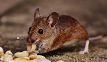 24 Hour & Emergency Exterminators in JP Morgan Chase, NC